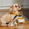 Dog Bandana - Hauslife