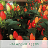 Flaming Hot Chillies. Eco Mini Chilli Grow Kit - Hauslife