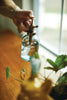 Glass Plant Mister - Hauslife