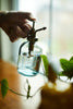 Glass Plant Mister - Hauslife