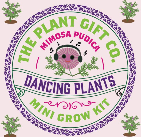 Grow You Own Dancing Plants. - Hauslife